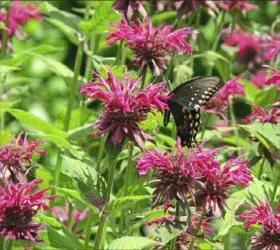  ?? Sybil McKeegan ?? ‘Raspberry Wine’ monarda is commonly found in rain gardens. That’s an Eastern black swallowtai­l butterfly seeking nectar.