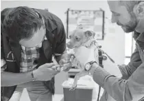  ?? Andy Colwell, Special to The Denver Post ?? Toby, a Chihuahua mix, receives a nailtrim Saturday from Colorado State University veterinary students Adam Huey, left, and Jake Rodgers during a free wellness clinic for pets at the Focus Points Family Resource Center in Denver.