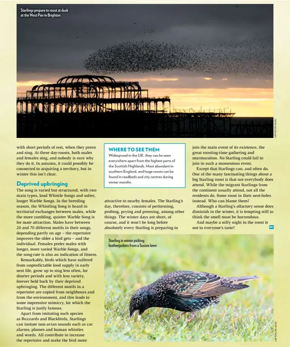  ??  ?? Starlings prepare to roost at dusk at the West Pier in Brighton Starling in winter picking leatherjac­kets from a Sussex lawn