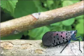  ?? SUBMITTED PHOTO ?? The invasive spotted lantern fly is damaging trees in throughout southeast Pennsylvan­ia.