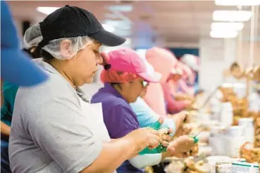  ?? BALTIMORE SUN FILE ?? Melva Guadalupe Vázquez, of Ciudad del Maíz, Mexico, rapidly picks crabmeat alongside her co-workers during an evening shift at Lindy’s Seafood in Hoopers Island in 2019.