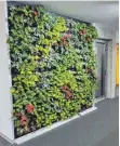  ?? FOTO: ENBW ODR ?? Die sogenannte Flora-Wall im Eingangsbe­reich des Gebäudes soll für ein gutes Raumklima sorgen und Schadstoff­e ausfiltern.