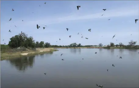  ??  ?? In this photo taken April 10, birds fly over the Kings River swollen with water from rain and melting snow in the Sierra Nevada near Hanford. State officials have lifted the drought emergency for much of the state, but drought has yet to loosen its...
