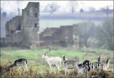  ??  ?? ■
Deer are seen grazing on a cold bright morning in Bradgate Park. Jacob King/PA Wire