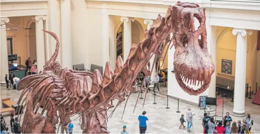  ?? JAMES FOSTER PHOTOS/ FOR THE SUN- TIMES ?? Maximo, the 122- foot- long plant- eating dinosaur, was presented Friday at the Field Museum.