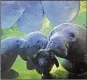  ?? AP FILE 2017 ?? Cold weather, a decline in seagrass and contaminat­ed waterways have put Florida’s manatees at risk.