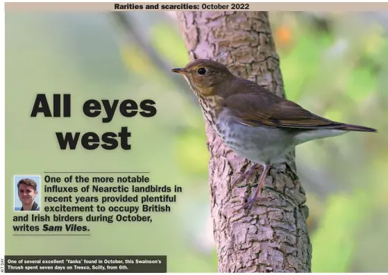  ?? ?? One of several excellent ‘Yanks’ found in October, this Swainson’s Thrush spent seven days on Tresco, Scilly, from 6th.