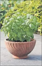  ??  ?? Basil is easy to grow in a pot; just make sure it doesn’t dry out.