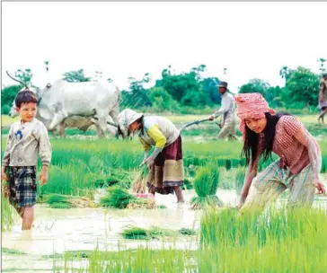  ?? POST PIX ?? Cambodian rice exports to China exceeded those to Europe for the first time.