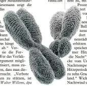  ?? Foto: iaremenko/ Fotolia.com ?? Ein X und ein Y Chromosom: Die Molekülkom plexe enthalten unser Erbgut in ei ner Form aus DNS und Proteinen.