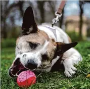  ?? Denes Erdos/Associated Press ?? A dog plays with his ball at the City Park in Budapest, Hungary, on Wednesday.