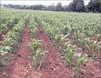  ?? PHOTO: SIMPHIWE MBOKAZI ?? The recent rains have stabilised South Africa’s agricultur­al outlook. Experts are of the opinion that the country’s food prices will moderate this year, after last year’s dry weather sent prices up.