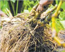  ?? Picture: SUPPLIED ?? In 2021, Fiji exported $ 41.9 million worth of kava. It is one of our largest agricultur­al exports.