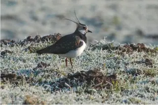  ??  ?? Once plentiful, lapwing numbers have crashed by 49 per cent, putting the wader on the Red List