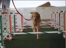  ?? BEA AHBECK/NEWS-SENTINEL ?? A dog navigates obstacles during Fit ‘n’ Fun Agility, a fitness class offered at All Dogs Sports Park, part of the Sycamore Lane Kennels in Lodi, on Feb. 2.