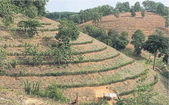  ??  ?? BELOW
Terrace farms take shape on a hillside. PHOTOS BY LAND DEVELOPMEN­T DEPARTMENT REGION 7