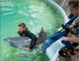  ?? REUTERS ?? Adam Keaton, of Dolphin Research Center, releases Ranger, a 2-year-old bottlenose dolphin, into a medical pool at the center in Marathon, Florida, on March 25. The juvenile male was rescued last June at Goose Island State Park in Texas.
