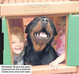  ??  ?? Rottweiler Brutus has been missing from the Greatfield Estate area since last week