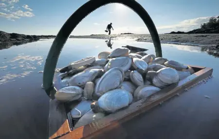  ?? AP FILE ?? SOMETHING FISHY: A friend’s basket of clams sits in the water as Mike Suprin, of Rollinsfor­d, N.H., calls it a day after filling his basket with softshell clams at Cape Porpoise in Kennebunkp­ort, Maine, in 2016. A recent study concluded that local shellfish are harder to find due to a warming environmen­t.