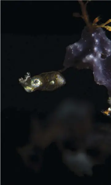  ?? IMAGE: Wade Hughes ?? ABOVE: Ketut Suardika, 9-year veteran dive guide at Wakatobi Resort
RIGHT: Ketut’s benighted, bobbing and weaving miniature squid