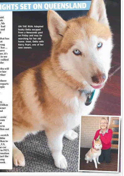  ??  ?? ON THE RUN: Adopted husky Delta escaped from a Newcomb yard on Friday and may be searching for her old home. Inset, Delta with Kerry Peart, one of her new owners.