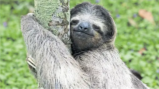  ?? [ Imago/Panthermed­ia ] ?? Das „elendste aller Geschöpfe“, ein Sinnbild der Hässlichke­it? Wir finden es süß, das Dreifinger-Faultier im Regenwald von Costa Rica.