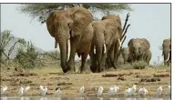  ?? (Waterhole Films Ltd/PBS via AP) ?? Elephants approach a waterhole in Tsavo East National Park, Kenya, in a scene from the documentar­y series “Nature.” The PBS series is celebratin­g its 40th anniversar­y this season.