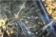  ?? Robert A. Keeran / Coachella Valley Water District 2018 ?? This microspray­er near Coachella delivers water directly above the roots of a plant or fruit tree.