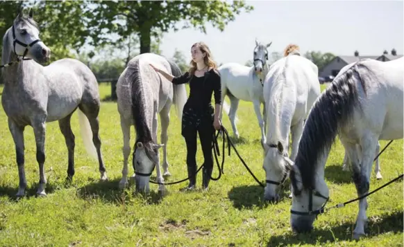  ?? ANNE-MARIE JACKSON PHOTOS/TORONTO STAR ?? Groom Gabriella Claveau enjoys some vacation time with the horses of Cavalia’s Odysseo. The horses are currently at a farm having their hair braided and being spoiled in spa-like stables.