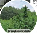  ??  ?? Ferlin in Damijanova bosta jutri sedla na zatožno klop v zadevi trava.