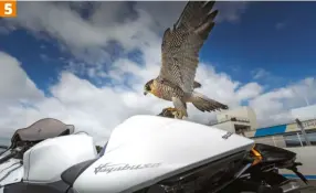  ??  ?? 5. Le faucon pèlerin est un rapace qui a déjà été mesuré à 340 km/h en piqué. L’hayabusa lui emprunte logiquemen­t son nom, en japonais.