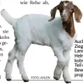  ?? FOTO: AHLEN ?? Auch diese Ziege des Landwirts Helmut Jakobs ist Teil des Beweidungs­projekts.