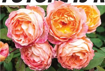  ??  ?? Dreamy: David Austin shrub roses, such as Lady Emma Hamilton, are charming