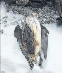  ?? SUBMITTED PHOTO ?? This oiled long-tailed duck was found late in 2018 by hunter Christophe­r Angell in the Carmanvill­e area.