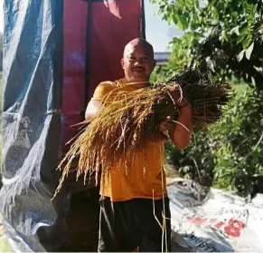  ??  ?? Lifelong passion: Angat, seen here with some harvested padi, comes from a long line of padi planters.