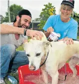  ?? Picture: EUGENE COETZEE ?? BATH TIME: Glenn Cooper and Vanessa van Rensburg give Lilo a scrub at the My Best Friend Shampooch Day and Animal Welfare Society Port Elizabeth Christmas Market held last Saturday to raise funds for the shelter in Walmer