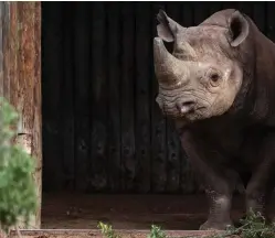  ?? FOTO: AFRICAN PARKS - KYLE DE NOBREGA/AP ?? Sex utrotnings­hotade spetsnoshö­rningar har fått ett nytt hem i
■ Tchad.