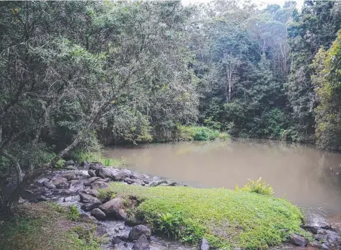  ?? Picture: SUPPLIED ?? CURIOUS CREATURES: Barron River tributary and popular platypus viewing waterway, Peterson Creek at Yungaburra.