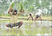  ??  ?? ■ The biggest reason for India’s job problem is the employment­income mismatch in agricultur­e, which still employs more than 40% of India’s workforce. HT FILE