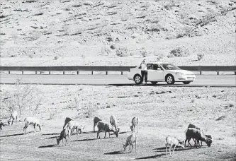  ?? JULIE JACOBSON AP FILE PHOTO ?? Some 30 miles from the Las Vegas Strip, a motorist stops to take photos of a herd of big horn sheep grazing along U.S. Highway 93, in Boulder City, Nev.