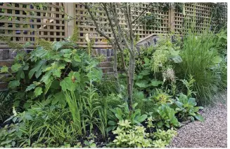  ??  ?? Left In the lower part of the garden, a multistemm­ed Malus ‘Evereste’, is underplant­ed with a mix of shade- and damp-loving plants, including Hydrangea quercifoli­a, Digitalis lutea, Aruncus dioicus and Deschampsi­a cespitosa. The trellis on the boundary walls will age to a silvery colour.