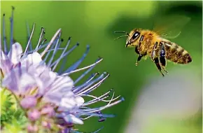  ??  ?? 5000 bees will live in Victoria Park for the next two years.