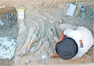  ?? Photo: BRENT ALLOWAY ?? Digging it: An archaeolog­ist digs up bones of the ‘‘hobbit’’ species in Flores, Indonesia.