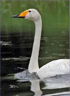  ??  ?? The Whooper Swan has a yellow bill and no black knob like that of the Mute Swan. The yellow on its bill extends below its nostrils.