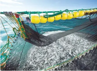  ?? Courtesy of NSC ?? A Norwegian fishing boat catches mackerel in the North Sea in this photo provided by the Norwegian Seafood Council (NSC), Tuesday.