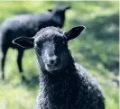  ?? ARKIVBILD: FREDRIK SANDBERG ?? Nya Zeeland kan bli först i världen med skatt på rapar från får och andra idisslare.