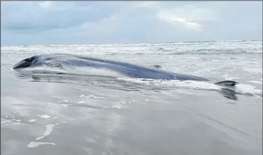  ?? Tiffany Boothe The Associated Press ?? Officials will let a 46-foot fin whale decompose in Clatsop County, Ore., creating a “huge nutrient boost.”