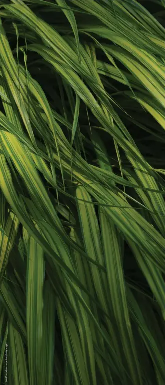  ??  ?? LEFT Grasses blowing in the wind provide wonderful, textural movement.