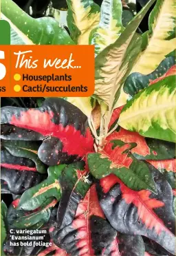  ??  ?? C. variegatum ‘Evansianum’ has bold foliage