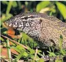  ??  ?? BITE Nile monitor lizard